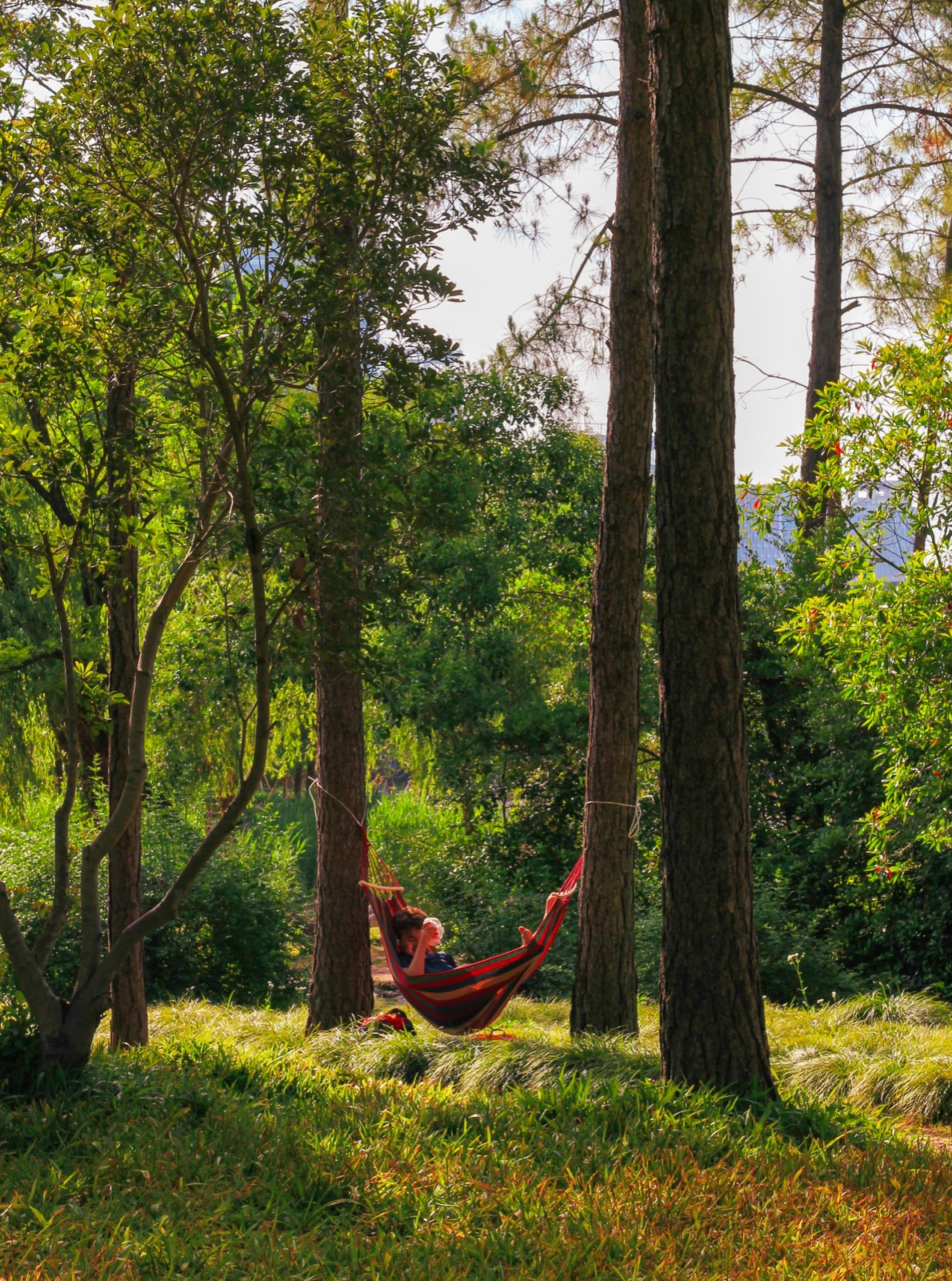 Person in a hammock between pine trees